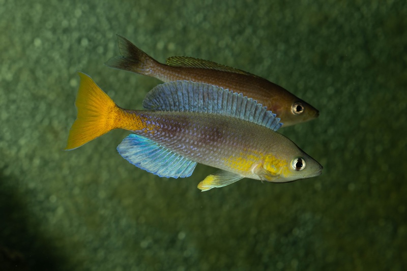 Cyprichromis sp. 'dwarf jumbo' Kagunga